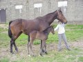 Moussu Lescribaa foal