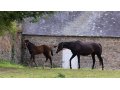 Cat princess avec son foal par Voiladenuo