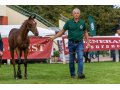 Jim de Sarti, au Show AQPS du Lion d'Angers 2019 Jim de Sarti, au Show AQPS du Lion d'Angers 2019